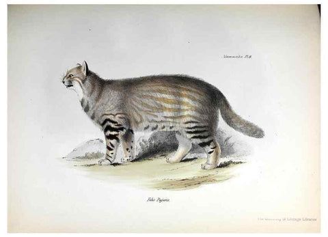 Reproducción/Reproduction 8386018887: The zoology of the voyage of H.M.S. Beagle .... London,Smith, Elder & Co.,1838-