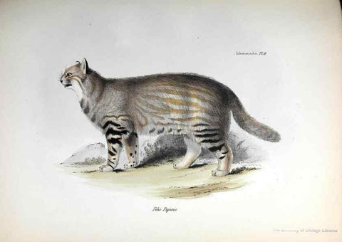 Reproducción/Reproduction 8386018887: The zoology of the voyage of H.M.S. Beagle .... London,Smith, Elder & Co.,1838-