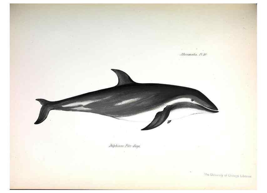 Reproducción/Reproduction 8387105166: The zoology of the voyage of H.M.S. Beagle .... London,Smith, Elder & Co.,1838-