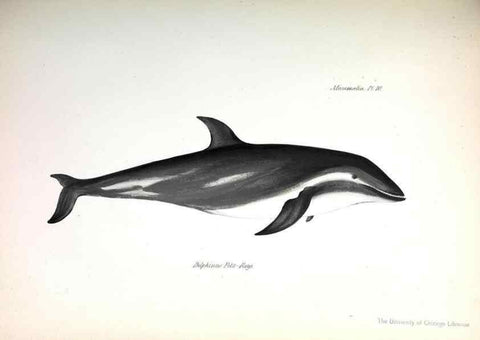 Reproducción/Reproduction 8387105166: The zoology of the voyage of H.M.S. Beagle .... London,Smith, Elder & Co.,1838-