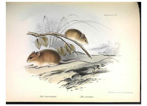 Reproducción/Reproduction 8387105662: The zoology of the voyage of H.M.S. Beagle .... London,Smith, Elder & Co.,1838-