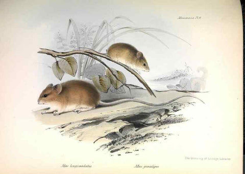 Reproducción/Reproduction 8387105662: The zoology of the voyage of H.M.S. Beagle .... London,Smith, Elder & Co.,1838-