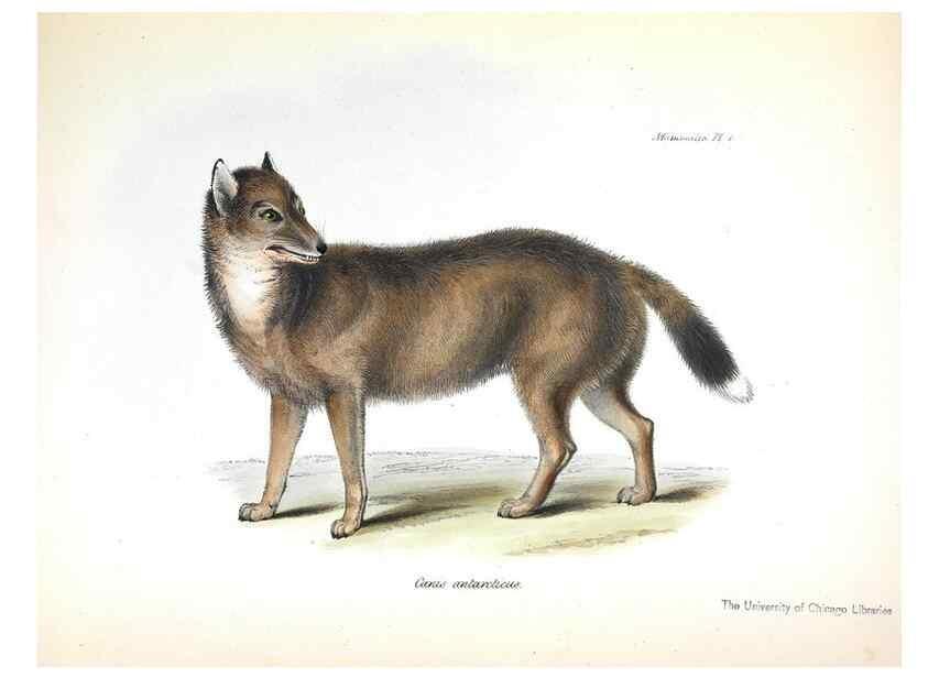 Reproducción/Reproduction 8387102814: The zoology of the voyage of H.M.S. Beagle .... London,Smith, Elder & Co.,1838-