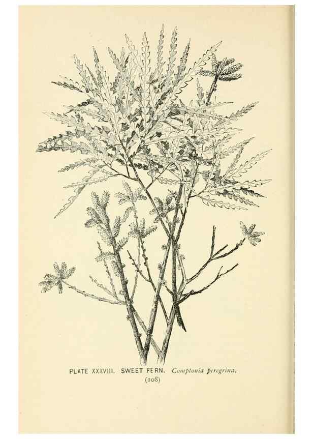 Reproducción/Reproduction 8426146735: Southern wild flowers and trees,. New York,Stokes[1901]