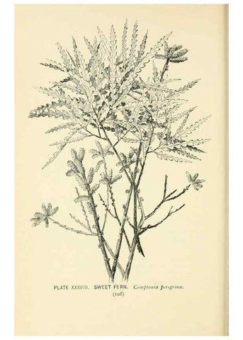 Reproducción/Reproduction 8426146735: Southern wild flowers and trees,. New York,Stokes[1901]