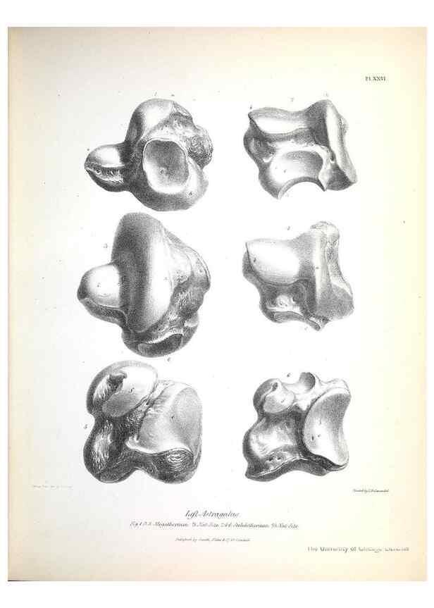 Reproducción/Reproduction 8387098564: The zoology of the voyage of H.M.S. Beagle .... London,Smith, Elder & Co.,1838-