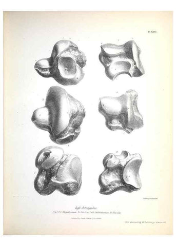 Reproducción/Reproduction 8387098564: The zoology of the voyage of H.M.S. Beagle .... London,Smith, Elder & Co.,1838-