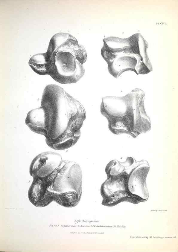 Reproducción/Reproduction 8387098564: The zoology of the voyage of H.M.S. Beagle .... London,Smith, Elder & Co.,1838-