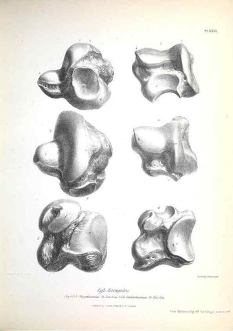 Reproducción/Reproduction 8387098564: The zoology of the voyage of H.M.S. Beagle .... London,Smith, Elder & Co.,1838-