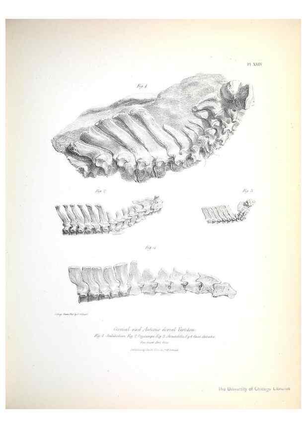 Reproducción/Reproduction 8387097550: The zoology of the voyage of H.M.S. Beagle .... London,Smith, Elder & Co.,1838-
