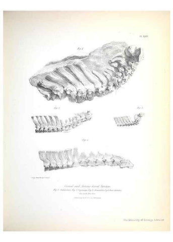 Reproducción/Reproduction 8387097550: The zoology of the voyage of H.M.S. Beagle .... London,Smith, Elder & Co.,1838-