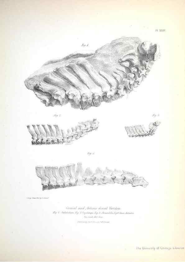 Reproducción/Reproduction 8387097550: The zoology of the voyage of H.M.S. Beagle .... London,Smith, Elder & Co.,1838-