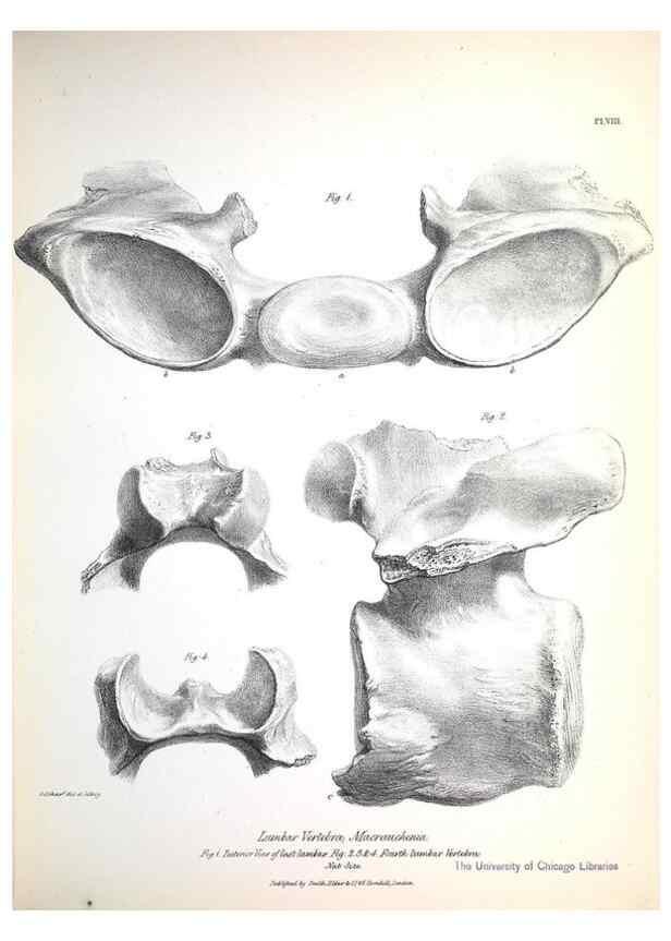 Reproducción/Reproduction 8387089392: The zoology of the voyage of H.M.S. Beagle .... London,Smith, Elder & Co.,1838-