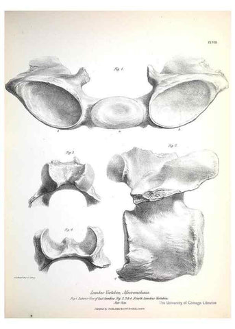 Reproducción/Reproduction 8387089392: The zoology of the voyage of H.M.S. Beagle .... London,Smith, Elder & Co.,1838-