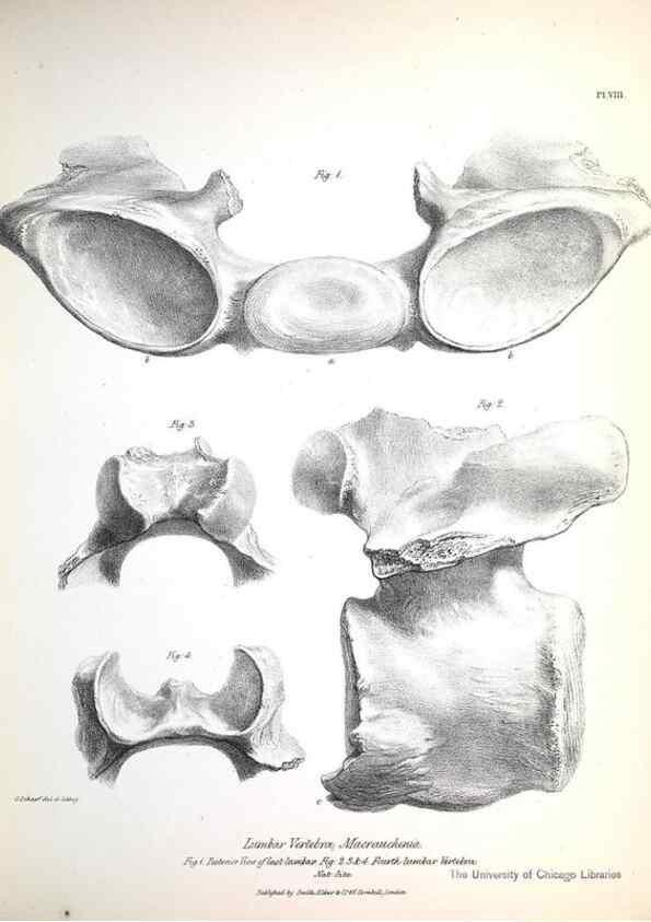 Reproducción/Reproduction 8387089392: The zoology of the voyage of H.M.S. Beagle .... London,Smith, Elder & Co.,1838-