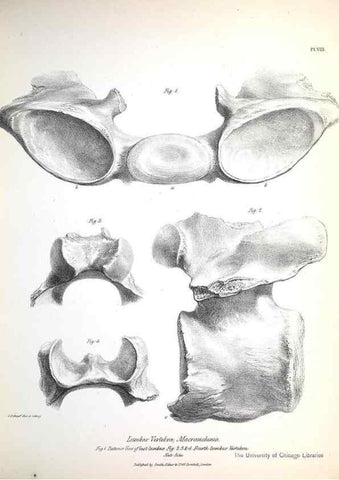 Reproducción/Reproduction 8387089392: The zoology of the voyage of H.M.S. Beagle .... London,Smith, Elder & Co.,1838-