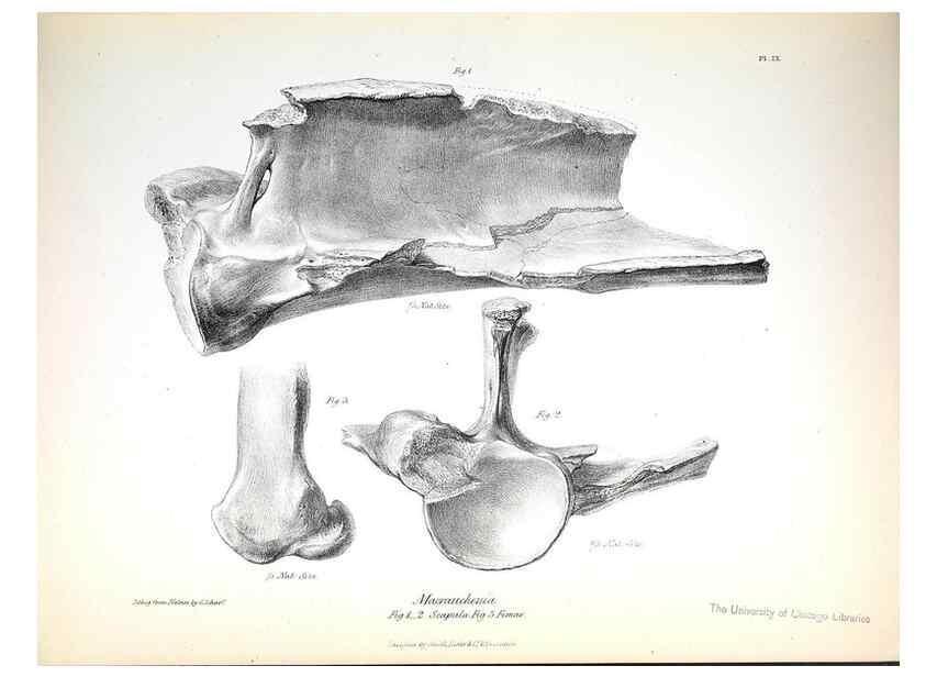 Reproducción/Reproduction 8386004029: The zoology of the voyage of H.M.S. Beagle .... London,Smith, Elder & Co.,1838-