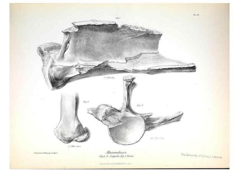 Reproducción/Reproduction 8386004029: The zoology of the voyage of H.M.S. Beagle .... London,Smith, Elder & Co.,1838-