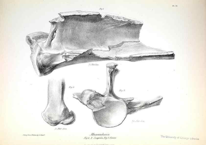 Reproducción/Reproduction 8386004029: The zoology of the voyage of H.M.S. Beagle .... London,Smith, Elder & Co.,1838-