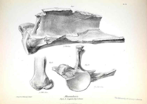 Reproducción/Reproduction 8386004029: The zoology of the voyage of H.M.S. Beagle .... London,Smith, Elder & Co.,1838-