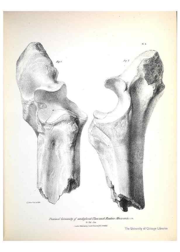 Reproducción/Reproduction 8387090238: The zoology of the voyage of H.M.S. Beagle .... London,Smith, Elder & Co.,1838-