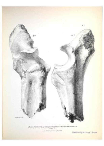 Reproducción/Reproduction 8387090238: The zoology of the voyage of H.M.S. Beagle .... London,Smith, Elder & Co.,1838-