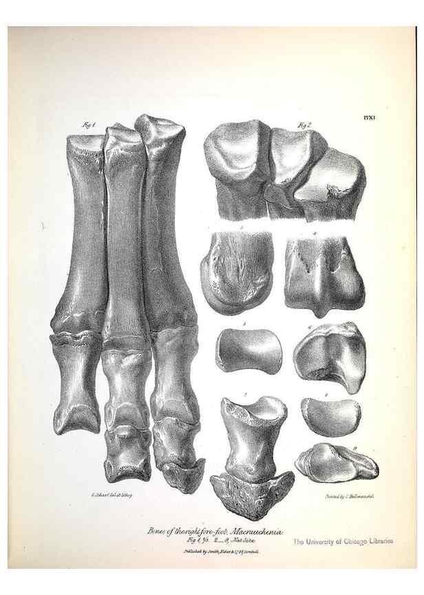 Reproducción/Reproduction 8386004975: The zoology of the voyage of H.M.S. Beagle .... London,Smith, Elder & Co.,1838-