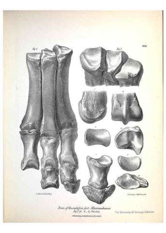 Reproducción/Reproduction 8386004975: The zoology of the voyage of H.M.S. Beagle .... London,Smith, Elder & Co.,1838-
