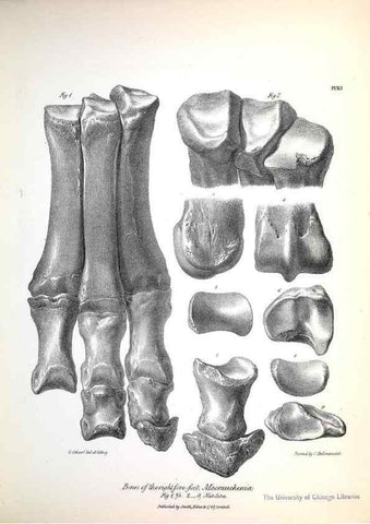 Reproducción/Reproduction 8386004975: The zoology of the voyage of H.M.S. Beagle .... London,Smith, Elder & Co.,1838-