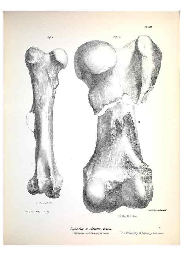 Reproducción/Reproduction 8386005381: The zoology of the voyage of H.M.S. Beagle .... London,Smith, Elder & Co.,1838-