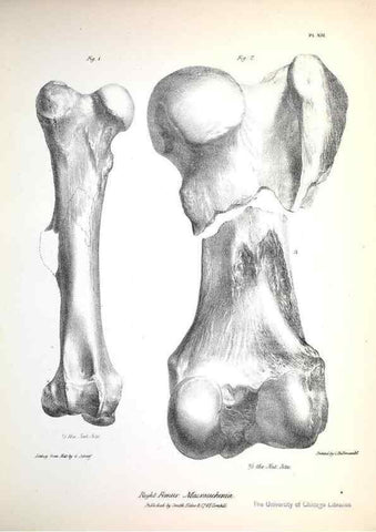 Reproducción/Reproduction 8386005381: The zoology of the voyage of H.M.S. Beagle .... London,Smith, Elder & Co.,1838-