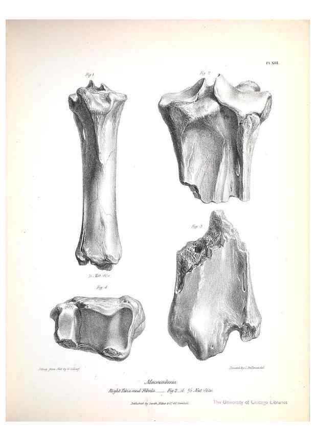 Reproducción/Reproduction 8386005935: The zoology of the voyage of H.M.S. Beagle .... London,Smith, Elder & Co.,1838-