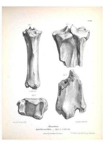 Reproducción/Reproduction 8386005935: The zoology of the voyage of H.M.S. Beagle .... London,Smith, Elder & Co.,1838-
