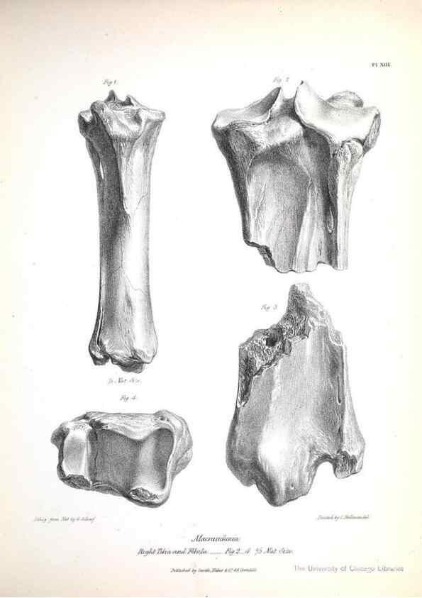 Reproducción/Reproduction 8386005935: The zoology of the voyage of H.M.S. Beagle .... London,Smith, Elder & Co.,1838-