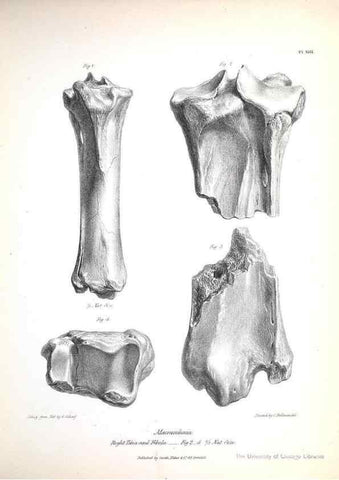 Reproducción/Reproduction 8386005935: The zoology of the voyage of H.M.S. Beagle .... London,Smith, Elder & Co.,1838-