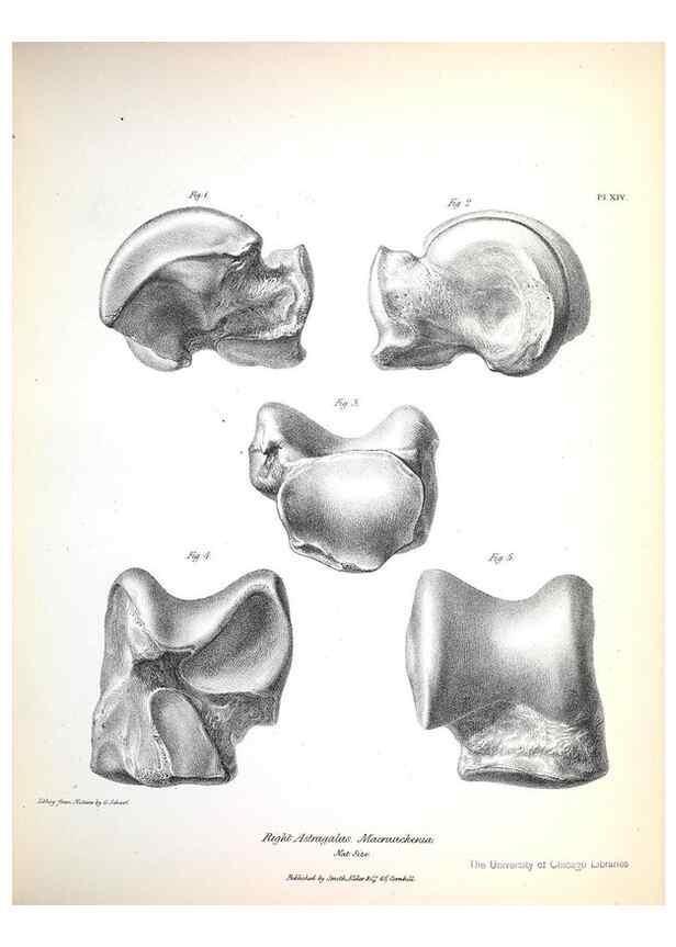 Reproducción/Reproduction 8387092268: The zoology of the voyage of H.M.S. Beagle .... London,Smith, Elder & Co.,1838-