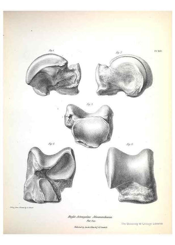 Reproducción/Reproduction 8387092268: The zoology of the voyage of H.M.S. Beagle .... London,Smith, Elder & Co.,1838-