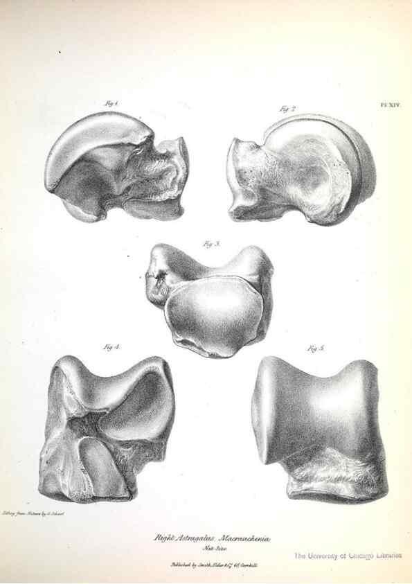 Reproducción/Reproduction 8387092268: The zoology of the voyage of H.M.S. Beagle .... London,Smith, Elder & Co.,1838-
