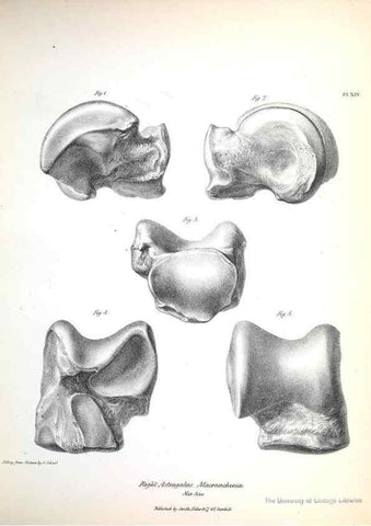 Reproducción/Reproduction 8387092268: The zoology of the voyage of H.M.S. Beagle .... London,Smith, Elder & Co.,1838-