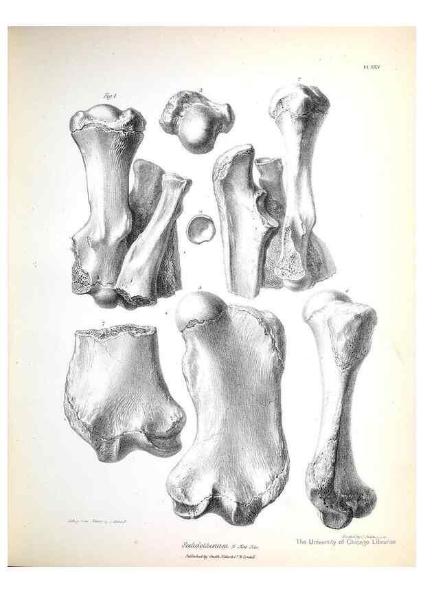 Reproducción/Reproduction 8386012207: The zoology of the voyage of H.M.S. Beagle .... London,Smith, Elder & Co.,1838-