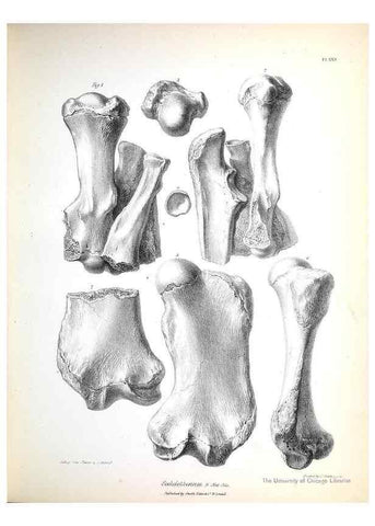 Reproducción/Reproduction 8386012207: The zoology of the voyage of H.M.S. Beagle .... London,Smith, Elder & Co.,1838-
