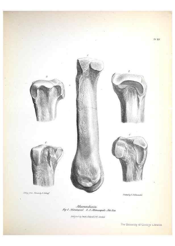 Reproducción/Reproduction 8386006977: The zoology of the voyage of H.M.S. Beagle .... London,Smith, Elder & Co.,1838-