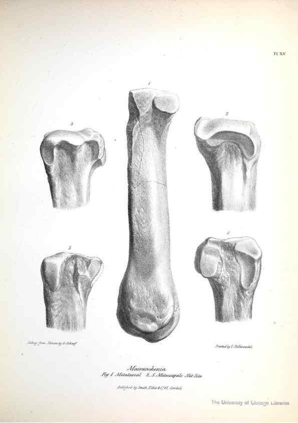 Reproducción/Reproduction 8386006977: The zoology of the voyage of H.M.S. Beagle .... London,Smith, Elder & Co.,1838-