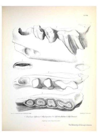 Reproducción/Reproduction 8387093714: The zoology of the voyage of H.M.S. Beagle .... London,Smith, Elder & Co.,1838-