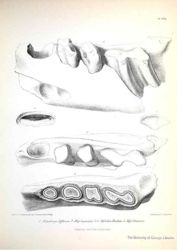 Reproducción/Reproduction 8387093714: The zoology of the voyage of H.M.S. Beagle .... London,Smith, Elder & Co.,1838-