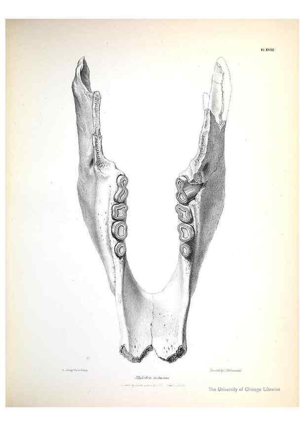 Reproducción/Reproduction 8387094164: The zoology of the voyage of H.M.S. Beagle .... London,Smith, Elder & Co.,1838-