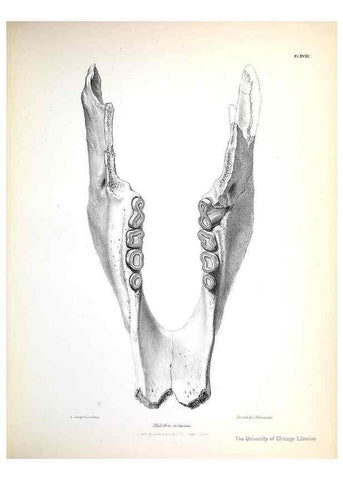 Reproducción/Reproduction 8387094164: The zoology of the voyage of H.M.S. Beagle .... London,Smith, Elder & Co.,1838-