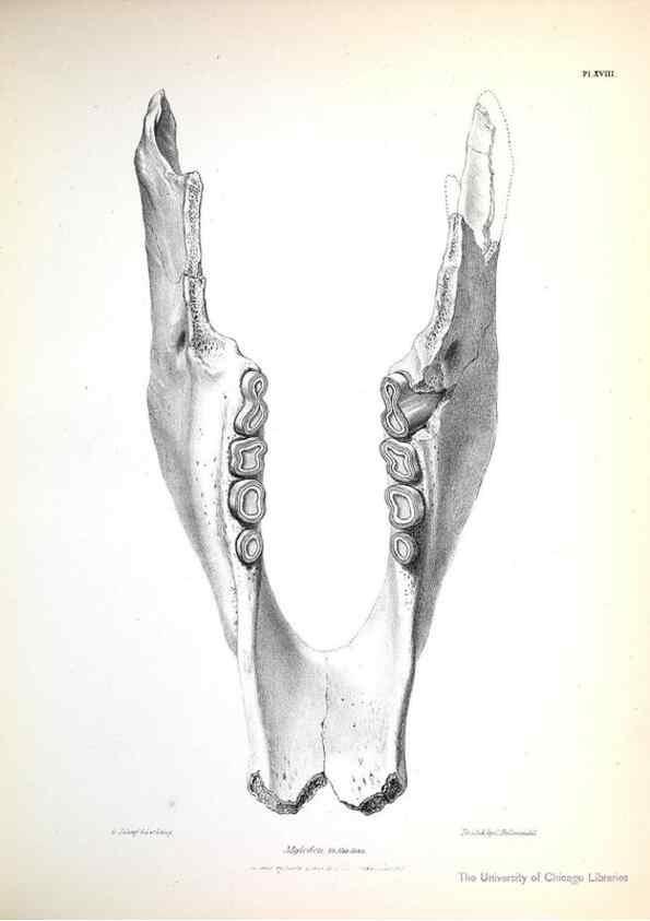 Reproducción/Reproduction 8387094164: The zoology of the voyage of H.M.S. Beagle .... London,Smith, Elder & Co.,1838-