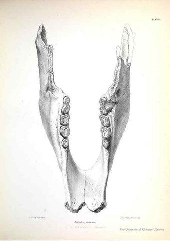 Reproducción/Reproduction 8387094164: The zoology of the voyage of H.M.S. Beagle .... London,Smith, Elder & Co.,1838-