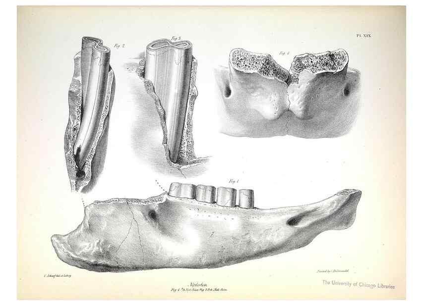 Reproducción/Reproduction 8386009149: The zoology of the voyage of H.M.S. Beagle .... London,Smith, Elder & Co.,1838-
